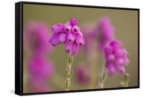 Bell Heather (Erica Cinerea) in Flower, Flow Country, Sutherland, Highlands, Scotland, UK, July-Mark Hamblin-Framed Stretched Canvas