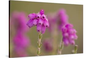 Bell Heather (Erica Cinerea) in Flower, Flow Country, Sutherland, Highlands, Scotland, UK, July-Mark Hamblin-Stretched Canvas
