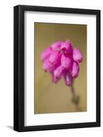 Bell Heather (Erica Cinerea) in Flower, Flow Country, Sutherland, Highlands, Scotland, UK, July-Mark Hamblin-Framed Photographic Print