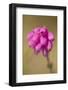 Bell Heather (Erica Cinerea) in Flower, Flow Country, Sutherland, Highlands, Scotland, UK, July-Mark Hamblin-Framed Photographic Print