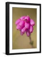 Bell Heather (Erica Cinerea) in Flower, Flow Country, Sutherland, Highlands, Scotland, UK, July-Mark Hamblin-Framed Photographic Print