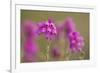 Bell Heather (Erica Cinerea) in Flower, Flow Country, Sutherland, Highlands, Scotland, UK, July-Mark Hamblin-Framed Photographic Print