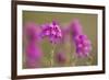 Bell Heather (Erica Cinerea) in Flower, Flow Country, Sutherland, Highlands, Scotland, UK, July-Mark Hamblin-Framed Photographic Print