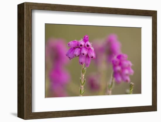 Bell Heather (Erica Cinerea) in Flower, Flow Country, Sutherland, Highlands, Scotland, UK, July-Mark Hamblin-Framed Photographic Print