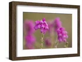 Bell Heather (Erica Cinerea) in Flower, Flow Country, Sutherland, Highlands, Scotland, UK, July-Mark Hamblin-Framed Photographic Print