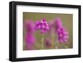 Bell Heather (Erica Cinerea) in Flower, Flow Country, Sutherland, Highlands, Scotland, UK, July-Mark Hamblin-Framed Photographic Print