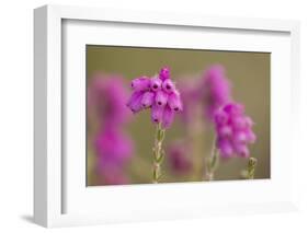 Bell Heather (Erica Cinerea) in Flower, Flow Country, Sutherland, Highlands, Scotland, UK, July-Mark Hamblin-Framed Photographic Print