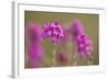 Bell Heather (Erica Cinerea) in Flower, Flow Country, Sutherland, Highlands, Scotland, UK, July-Mark Hamblin-Framed Photographic Print