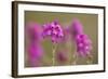 Bell Heather (Erica Cinerea) in Flower, Flow Country, Sutherland, Highlands, Scotland, UK, July-Mark Hamblin-Framed Photographic Print