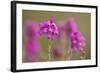 Bell Heather (Erica Cinerea) in Flower, Flow Country, Sutherland, Highlands, Scotland, UK, July-Mark Hamblin-Framed Photographic Print