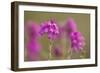 Bell Heather (Erica Cinerea) in Flower, Flow Country, Sutherland, Highlands, Scotland, UK, July-Mark Hamblin-Framed Photographic Print