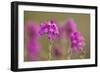 Bell Heather (Erica Cinerea) in Flower, Flow Country, Sutherland, Highlands, Scotland, UK, July-Mark Hamblin-Framed Photographic Print