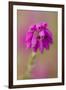 Bell Heather (Erica Cinerea) in Flower, Flow Country, Sutherland, Highlands, Scotland, UK, July-Mark Hamblin-Framed Photographic Print