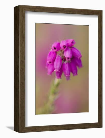 Bell Heather (Erica Cinerea) in Flower, Flow Country, Sutherland, Highlands, Scotland, UK, July-Mark Hamblin-Framed Photographic Print