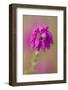 Bell Heather (Erica Cinerea) in Flower, Flow Country, Sutherland, Highlands, Scotland, UK, July-Mark Hamblin-Framed Photographic Print