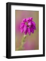 Bell Heather (Erica Cinerea) in Flower, Flow Country, Sutherland, Highlands, Scotland, UK, July-Mark Hamblin-Framed Photographic Print