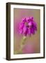 Bell Heather (Erica Cinerea) in Flower, Flow Country, Sutherland, Highlands, Scotland, UK, July-Mark Hamblin-Framed Photographic Print