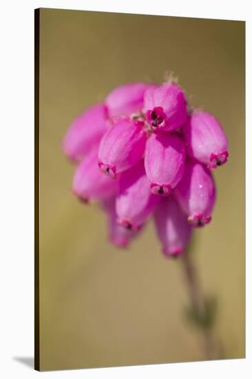 Bell Heather (Erica Cinerea) in Flower, Flow Country, Sutherland, Highlands, Scotland, UK, July-Mark Hamblin-Stretched Canvas