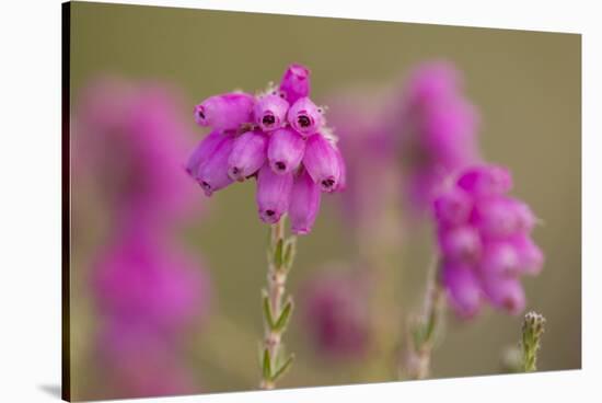 Bell Heather (Erica Cinerea) in Flower, Flow Country, Sutherland, Highlands, Scotland, UK, July-Mark Hamblin-Stretched Canvas