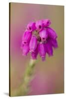 Bell Heather (Erica Cinerea) in Flower, Flow Country, Sutherland, Highlands, Scotland, UK, July-Mark Hamblin-Stretched Canvas