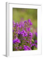 Bell Heather, Summer-null-Framed Photographic Print
