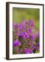 Bell Heather, Summer-null-Framed Photographic Print