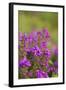 Bell Heather, Summer-null-Framed Photographic Print