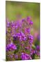 Bell Heather, Summer-null-Mounted Photographic Print