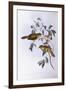 Bell Miner (Manorina Melanophrys)-John Gould-Framed Giclee Print