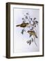 Bell Miner (Manorina Melanophrys)-John Gould-Framed Giclee Print