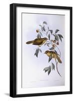 Bell Miner (Manorina Melanophrys)-John Gould-Framed Giclee Print