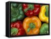Bell Peppers, Washington, USA-Jamie & Judy Wild-Framed Stretched Canvas