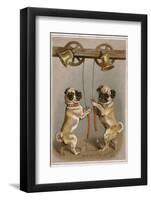 Bell Ringing Pug Dogs-null-Framed Photographic Print