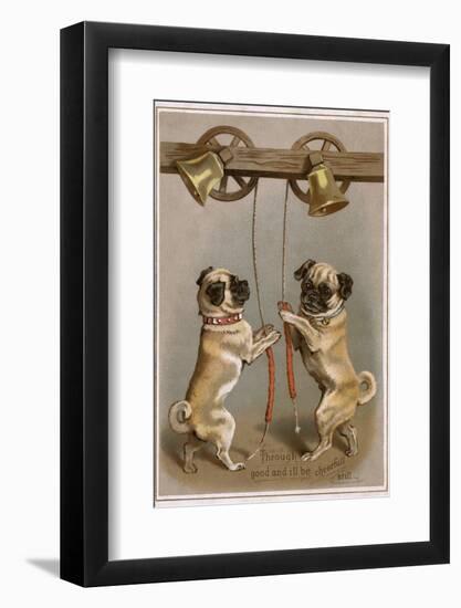 Bell Ringing Pug Dogs-null-Framed Photographic Print