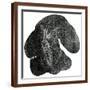 Brown Frame