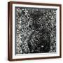 Brown Frame