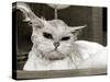 Bella the Persian Cat Gets a Soaking to Prepare Her for Shows, April 1985-null-Stretched Canvas