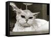 Bella the Persian Cat Gets a Soaking to Prepare Her for Shows, April 1985-null-Framed Stretched Canvas