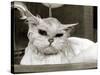 Bella the Persian Cat Gets a Soaking to Prepare Her for Shows, April 1985-null-Stretched Canvas