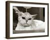 Bella the Persian Cat Gets a Soaking to Prepare Her for Shows, April 1985-null-Framed Premium Photographic Print