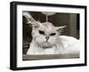 Bella the Persian Cat Gets a Soaking to Prepare Her for Shows, April 1985-null-Framed Premium Photographic Print