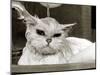 Bella the Persian Cat Gets a Soaking to Prepare Her for Shows, April 1985-null-Mounted Premium Photographic Print