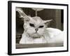 Bella the Persian Cat Gets a Soaking to Prepare Her for Shows, April 1985-null-Framed Photographic Print