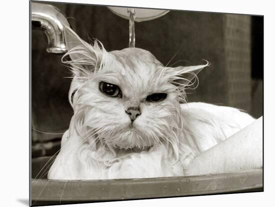 Bella the Persian Cat Gets a Soaking to Prepare Her for Shows, April 1985-null-Mounted Photographic Print