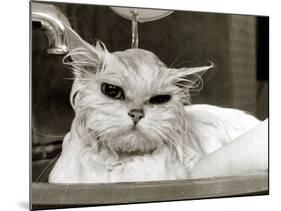 Bella the Persian Cat Gets a Soaking to Prepare Her for Shows, April 1985-null-Mounted Photographic Print