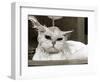 Bella the Persian Cat Gets a Soaking to Prepare Her for Shows, April 1985-null-Framed Photographic Print