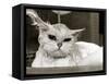 Bella the Persian Cat Gets a Soaking to Prepare Her for Shows, April 1985-null-Framed Stretched Canvas