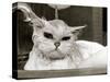 Bella the Persian Cat Gets a Soaking to Prepare Her for Shows, April 1985-null-Stretched Canvas