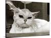 Bella the Persian Cat Gets a Soaking to Prepare Her for Shows, April 1985-null-Stretched Canvas