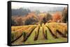 Bella Vida I-Maureen Love-Framed Stretched Canvas